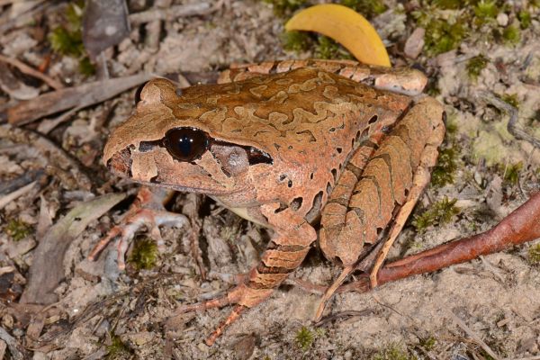 Mixophyes coggeri