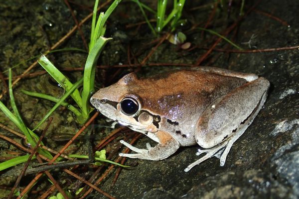 Litoria latopalmata