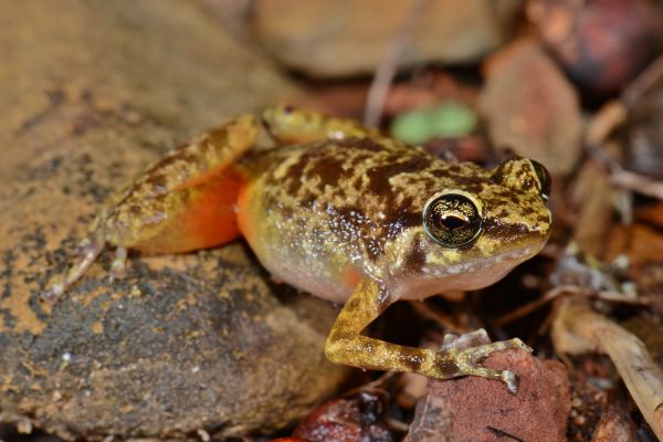 Cophixalus saxatilis