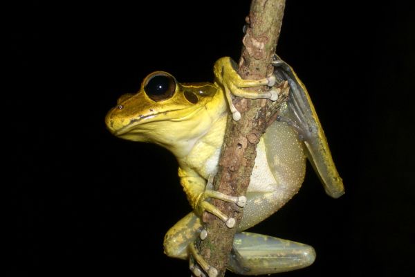 Litoria jungguy