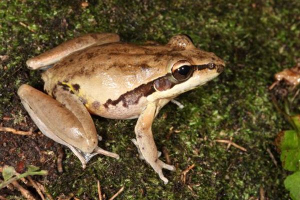 Litoria watjulumensis