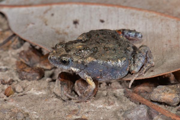 Uperoleia altissima