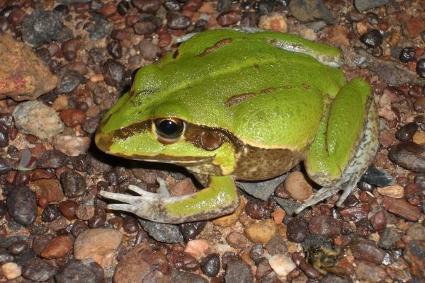 Cyclorana australis