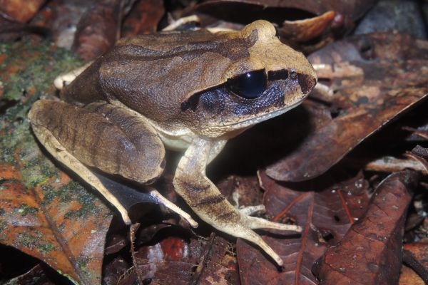 Mixophyes carbinensis