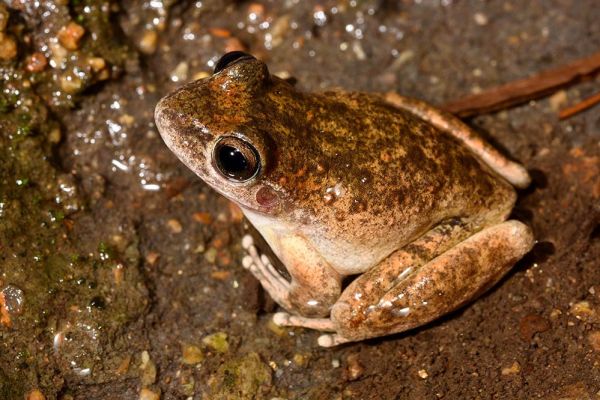 Litoria booroolongensis