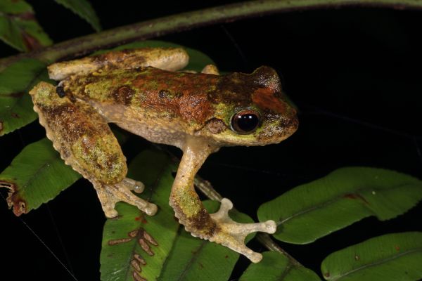 Litoria serrata