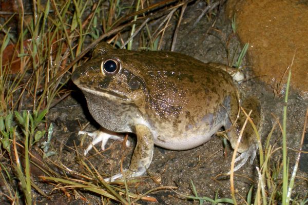 Cyclorana novaehollandiae