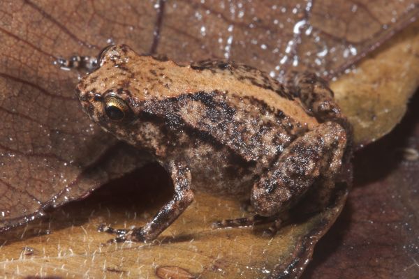 Cophixalus exiguus