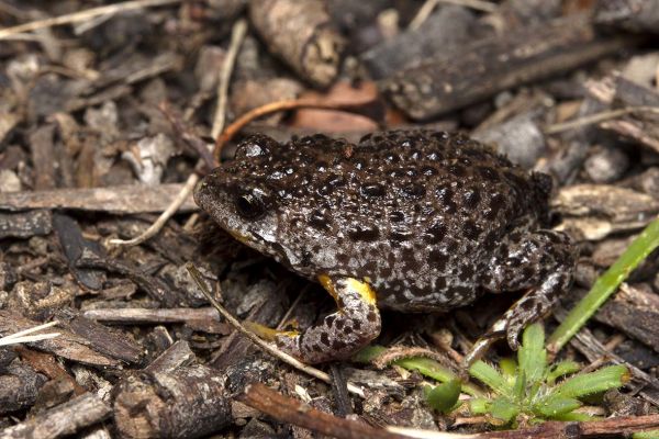 Pseudophryne semimarmorata