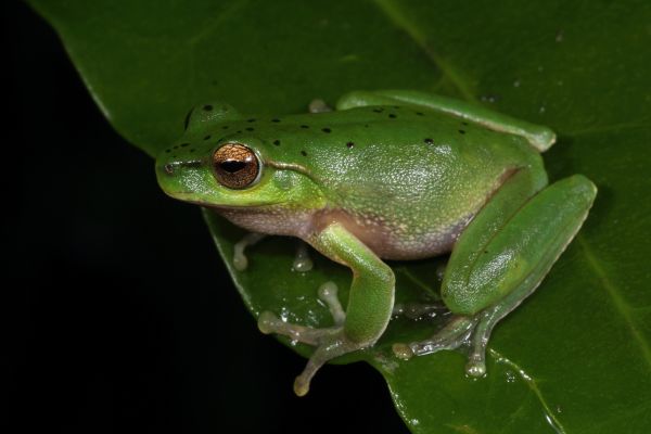 Litoria barringtonensis