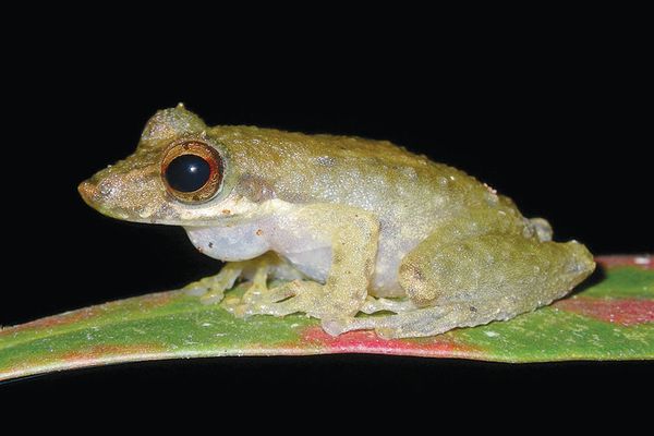 Litoria longirostris