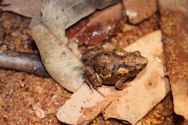 Uperoleia glandulosa