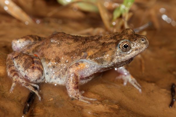 Uperoleia stridera