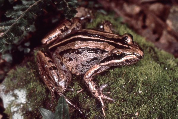 Limnodynastes peronii