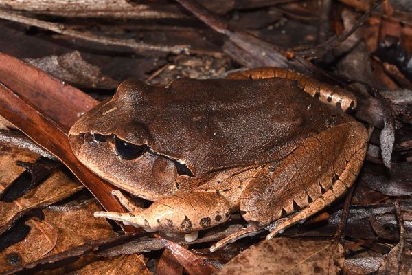 Mixophyes fasciolatus