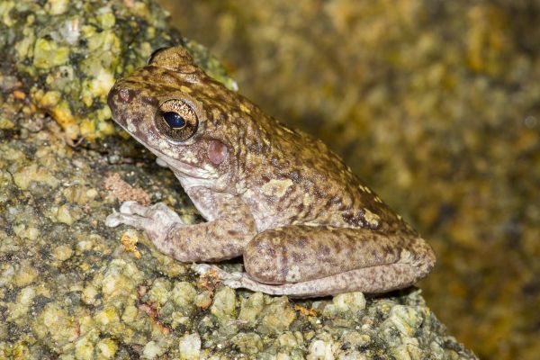 Litoria andiirrmalin