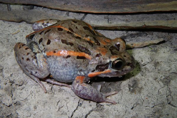 Limnodynastes salmini