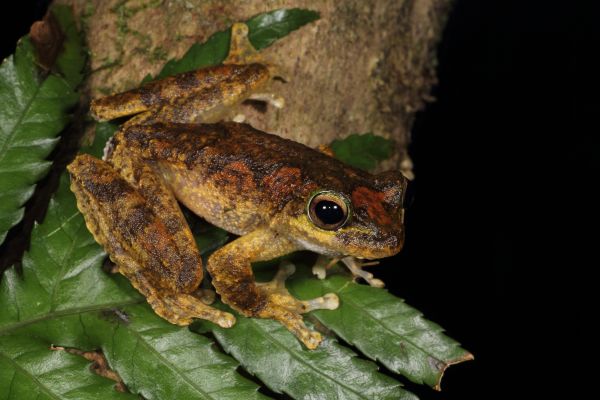 Litoria serrata