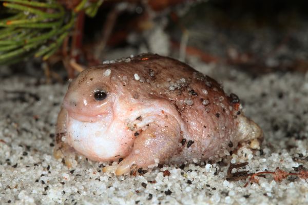 Myobatrachus gouldii
