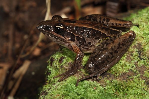Litoria nasuta