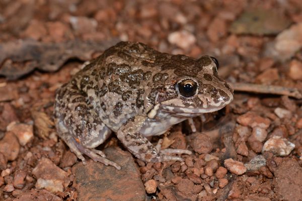Limnodynastes convexiusculus