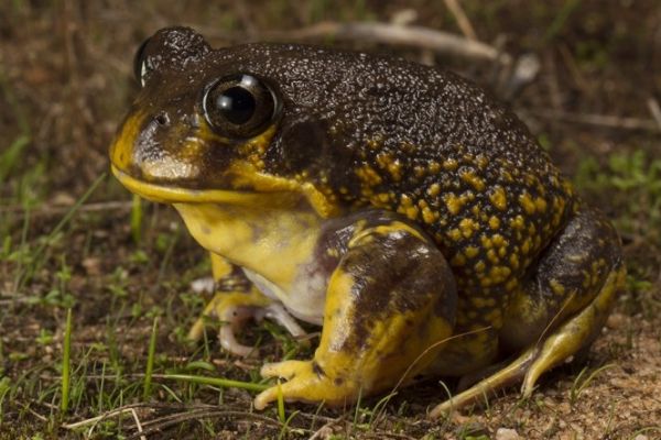 Heleioporus barycragus