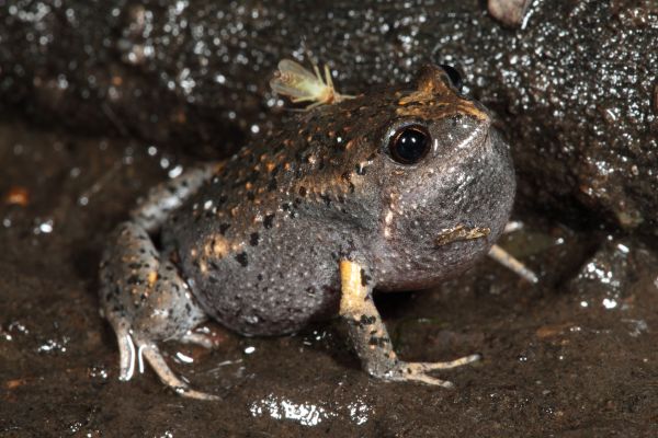 Uperoleia fusca