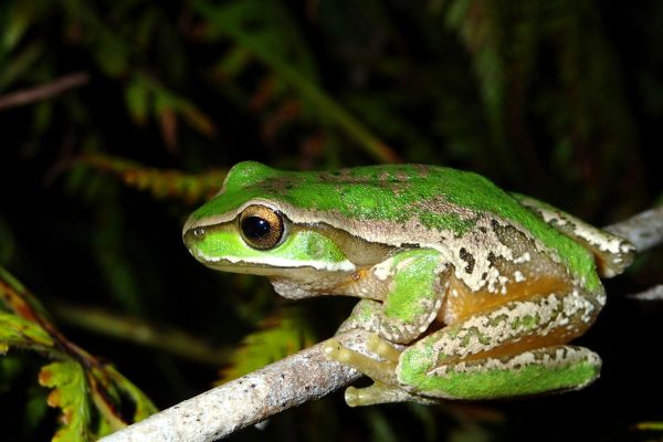Litoria subglandulosa