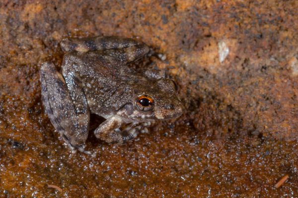 Litoria meiriana