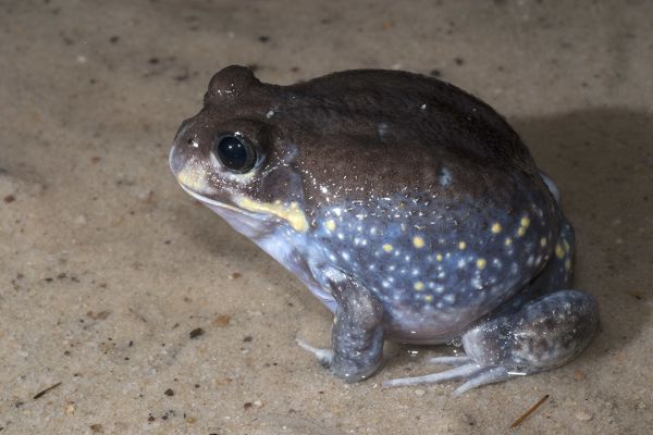 Heleioporus australiacus
