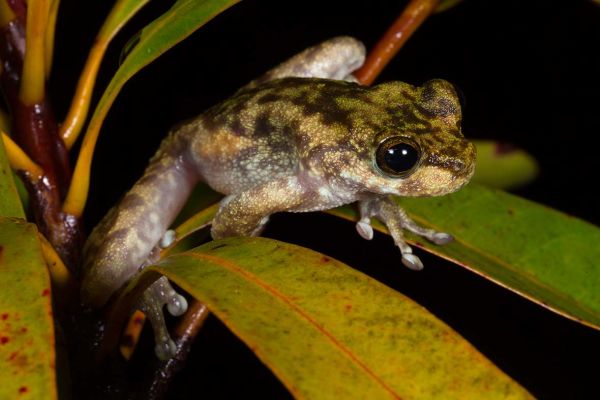 Litoria lorica