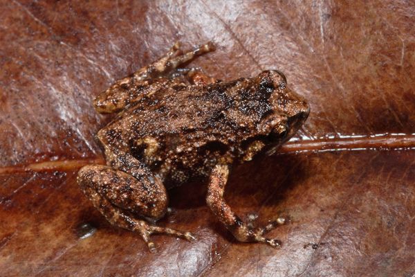 Cophixalus hinchinbrookensis