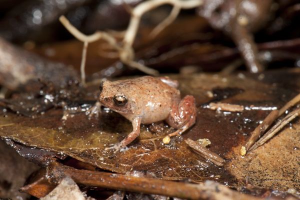 Cophixalus hosmeri
