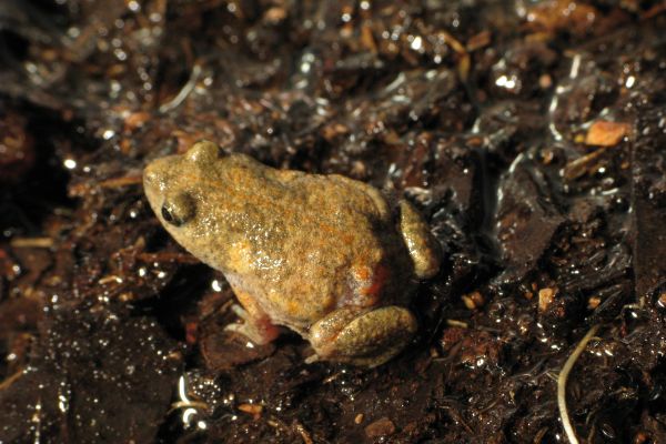 Uperoleia trachyderma