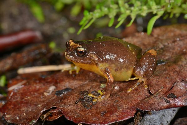 Cophixalus aenigma