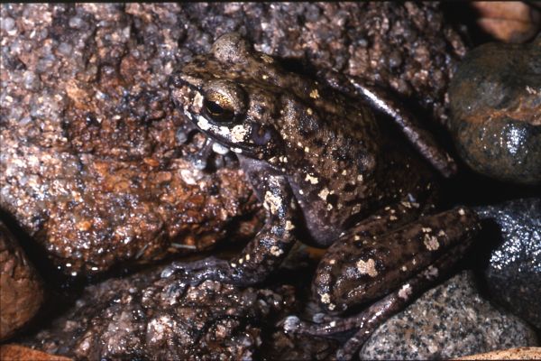 Litoria andiirrmalin