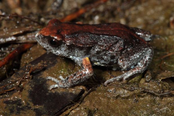 Pseudophryne major