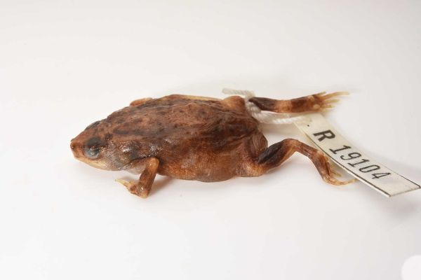 Uperoleia gurrumuli