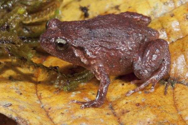 Cophixalus neglectus
