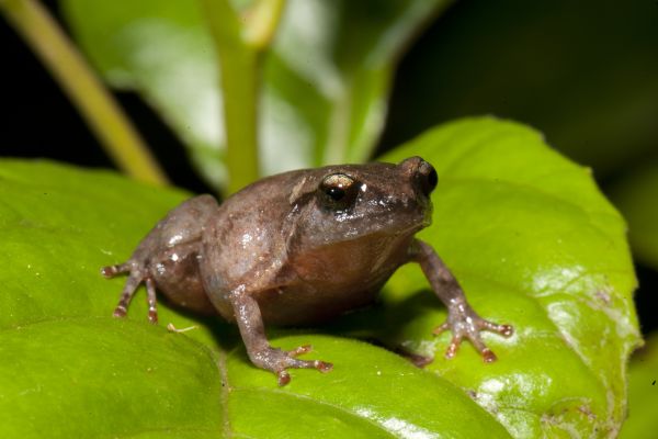 Cophixalus monticola