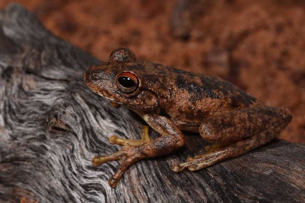 Litoria ridibunda