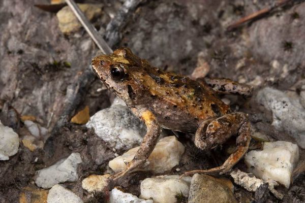 Crinia tasmaniensis