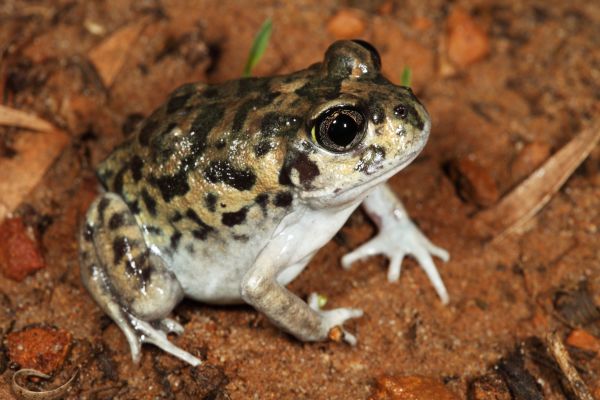 Neobatrachus albipes