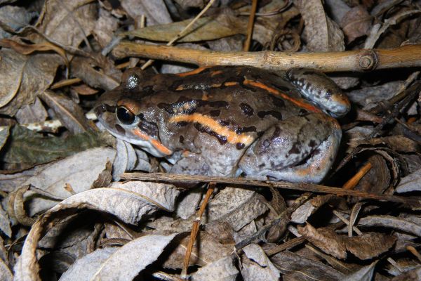 Limnodynastes salmini