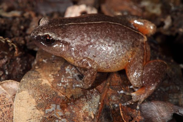 Austrochaperina fryi