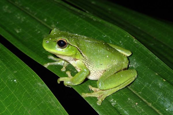 Litoria phyllochroa