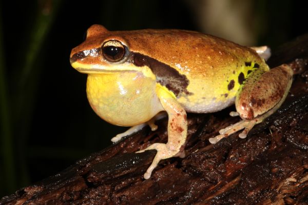 Litoria brevipalmata