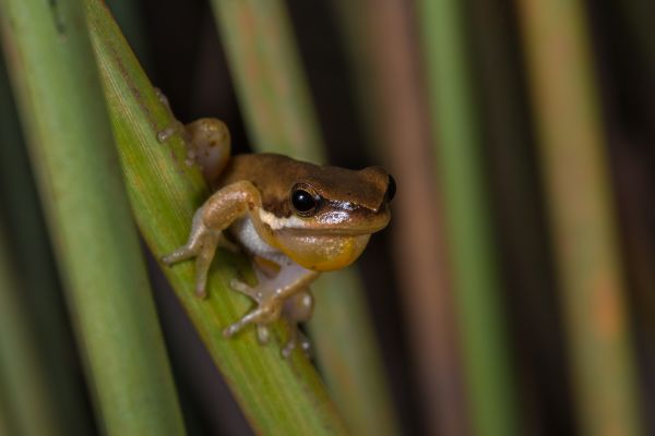 Litoria olongburensis