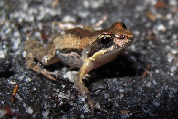 Crinia tinnula