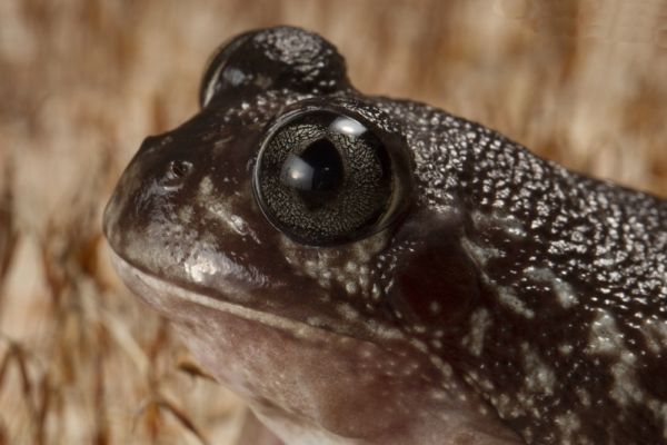 Heleioporus psammophilus